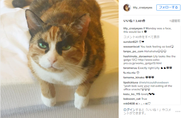 凛々しいお眉毛 ゴルゴ13レベルの眉毛を持つニャンコさん ジャポンタ