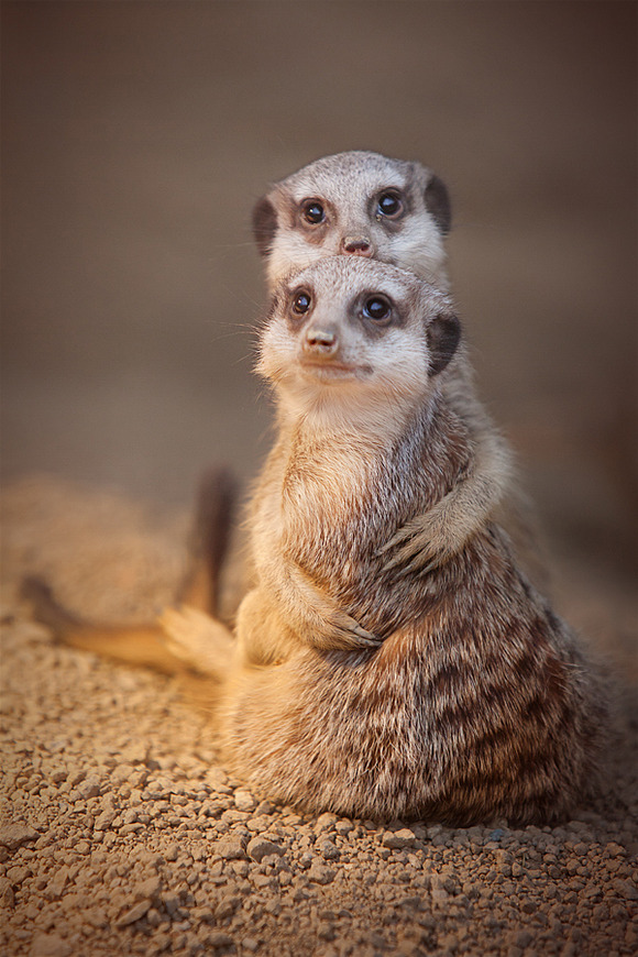 meerkats