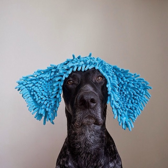dog6