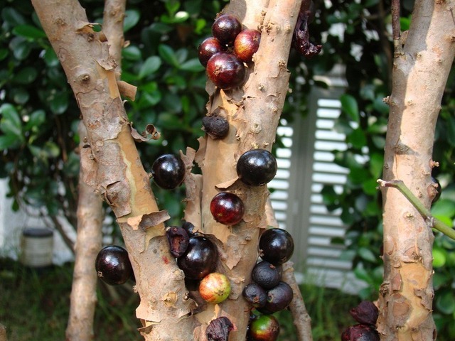 jabuticaba-6[2]