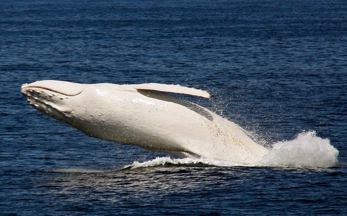 優雅で美しい白鯨 アルビノザトウクジラの珍しいショット 真っ白なその姿は神がかり的 ジャポンタ 優雅で美しい白鯨 アルビノザトウクジラの珍しいショット 真っ白なその姿は神がかり的 ジャポンタ