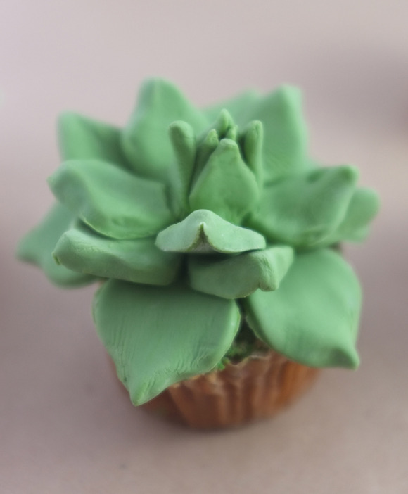 succulent