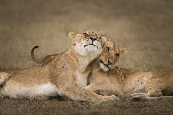 lions (1)