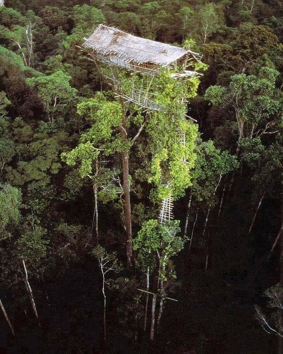 korowaitribetreehouses1