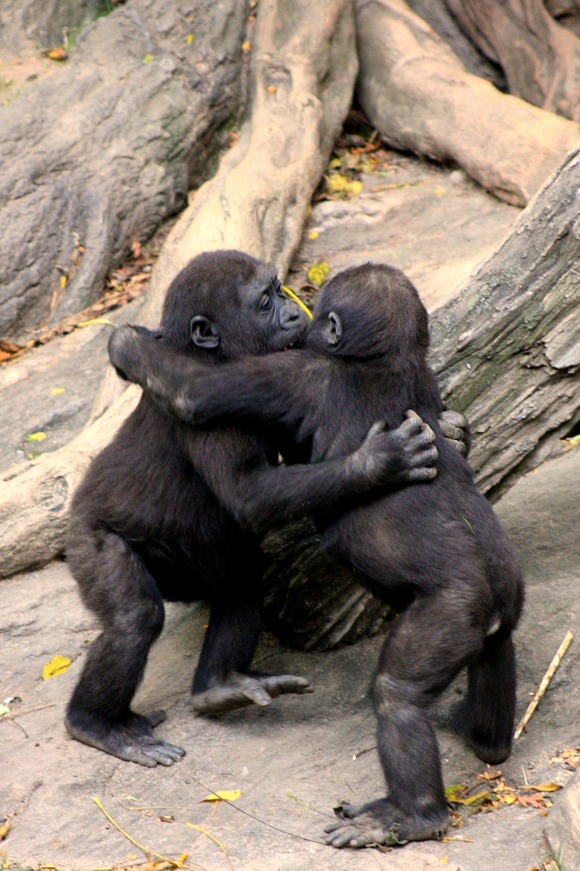 gorillas