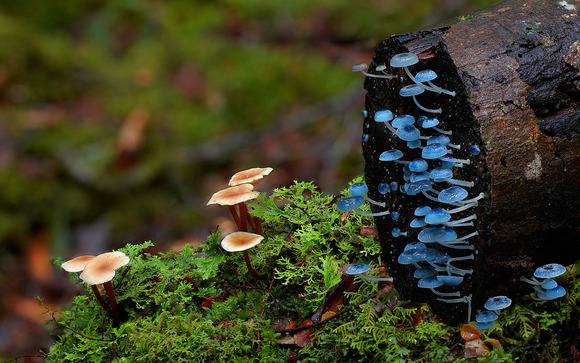 Mycena chlorophos2