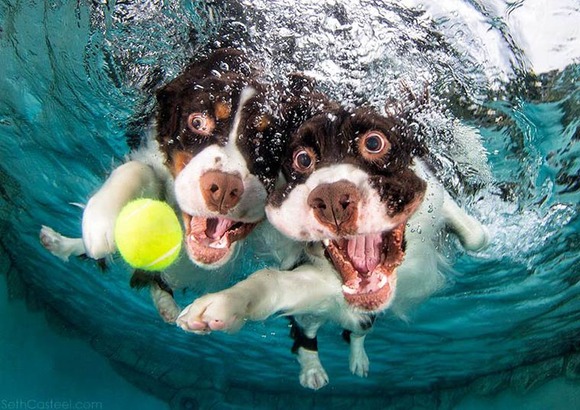 Underwater-Puppies-Seth-Casteel-10