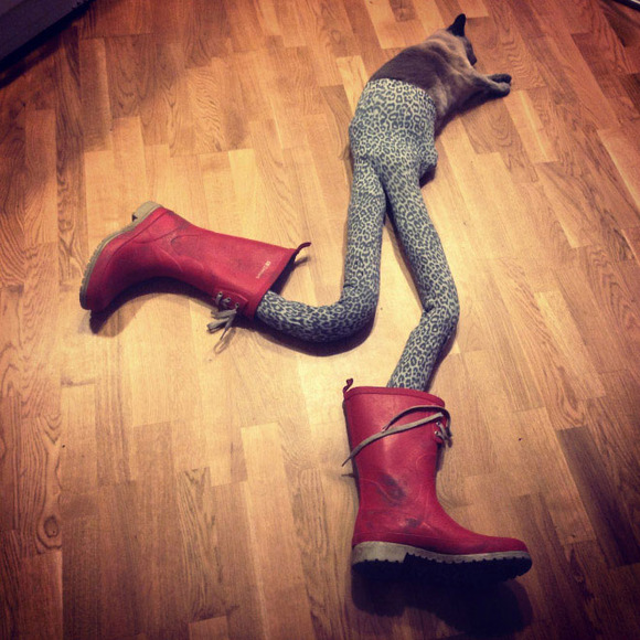 Cats-wearing-tights-8