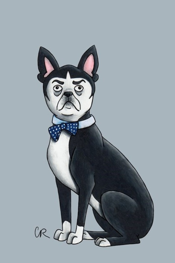 2nd Dogtor - The Boston Terrier