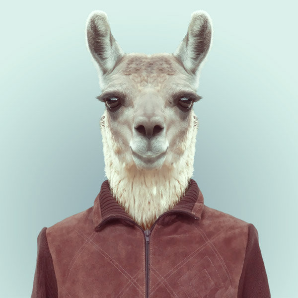 25-animal-portrait-photography