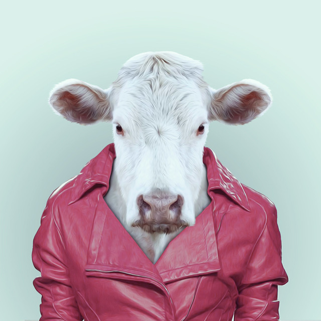 1-cow-portrait-photography