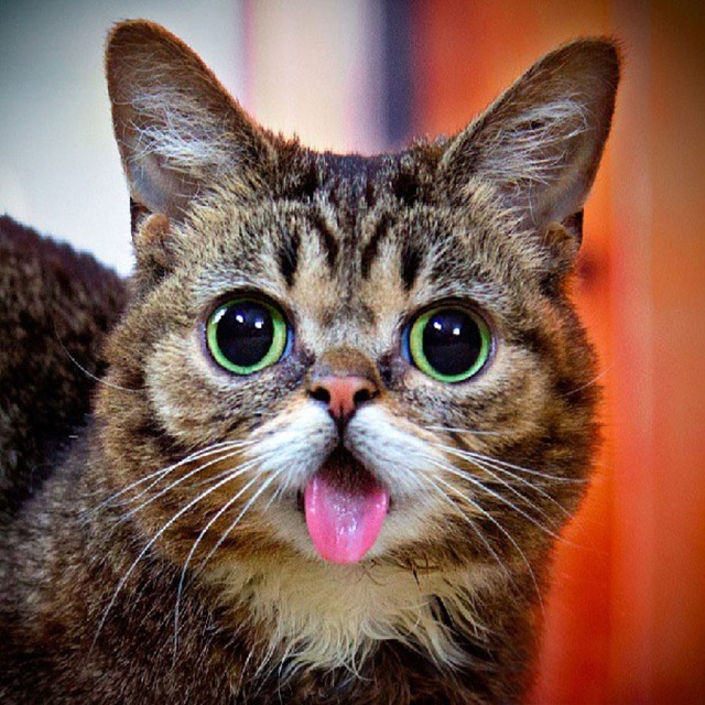 lil-bub-the-cat-sticks-tongue-out-1