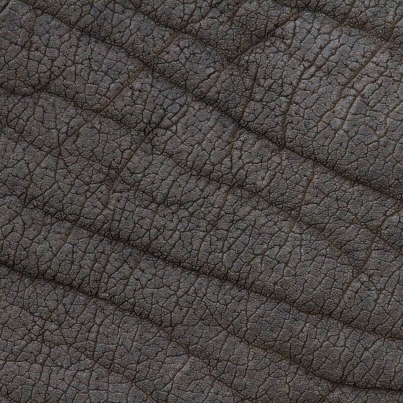 African Elephant