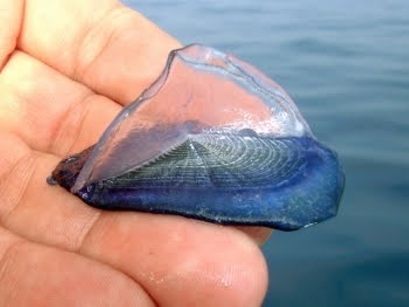 三角形の帆を持って風に乗って移動する カツオノカンムリ Velella Velella ジャポンタ 三角形の帆を持って風に乗って移動する カツオノカンムリ Velella Velella ジャポンタ