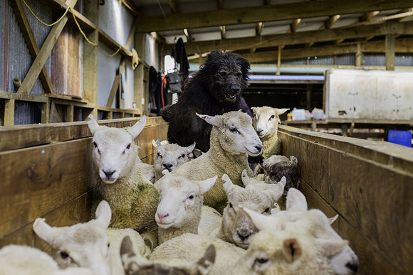 Shepherds2