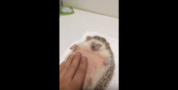 おっそこそこ 気持ちよかぁ おなかサスサスされて 天に昇るような至福のひと時を感じるハリネズミさん ジャポンタ おっそこそこ 気持ちよかぁ おなかサスサスされて 天に昇るような至福のひと時を感じるハリネズミさん ジャポンタ