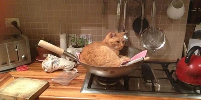 a_comparison_between_dogs_and_cats_640_07