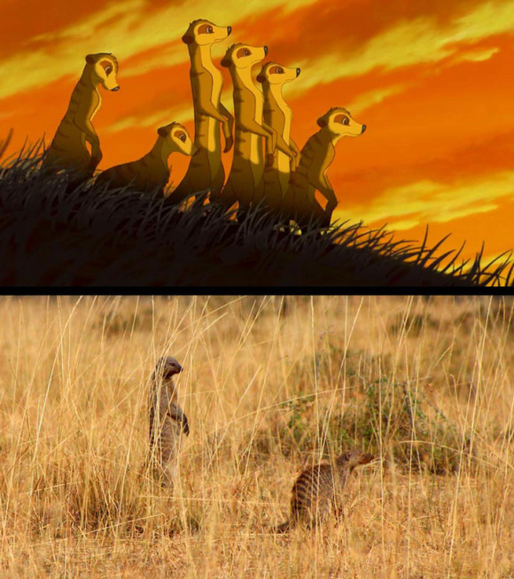 real-life-lion-king-brandon-heuser-3