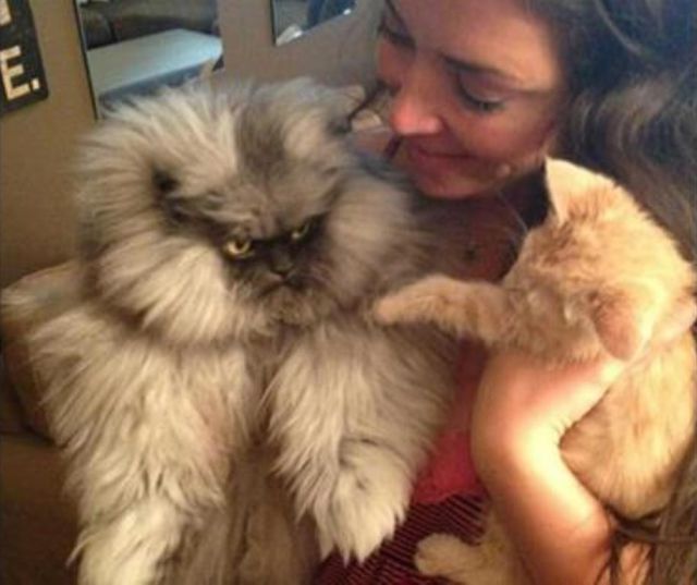 a_comparison_between_dogs_and_cats_640_12
