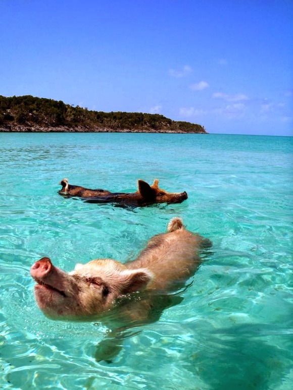 マリンブルーの海を楽しそうに泳ぐ野ブタさん バハマ Bahamas のエグズーマ島 Exuma のピッグ ビーチ Pig Beach ジャポンタ