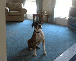 a_comparison_between_dogs_and_cats_23