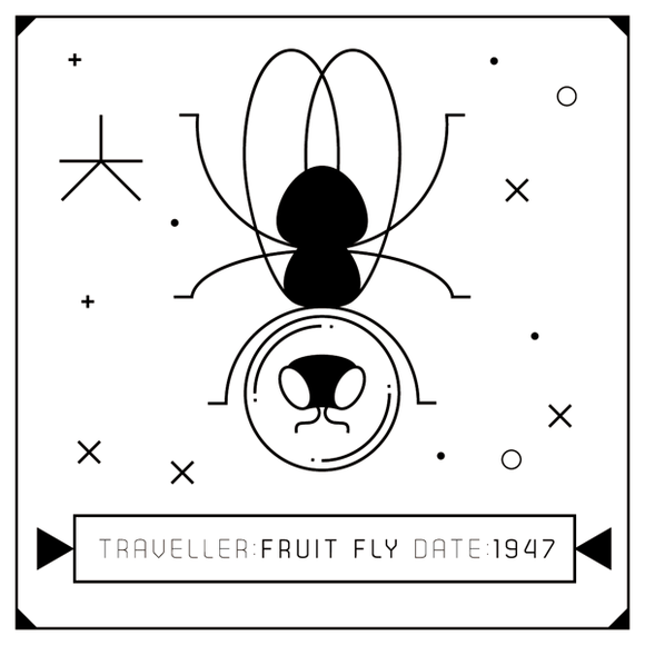 5-Animal-Space-Travellers