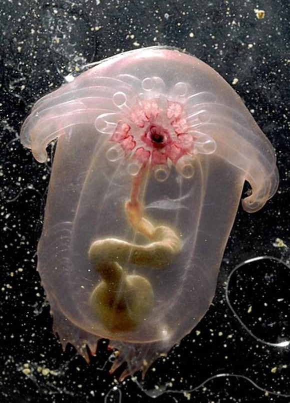 enypniastes-transparent-swimming-sea-cucumber