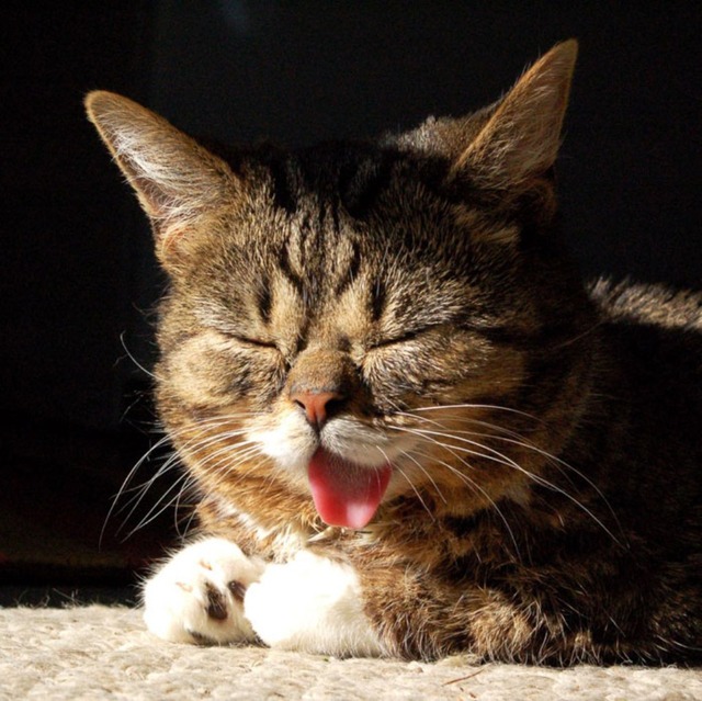 lil-bub-the-cat-sticks-tongue-out-4