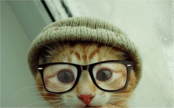 hipstercat2