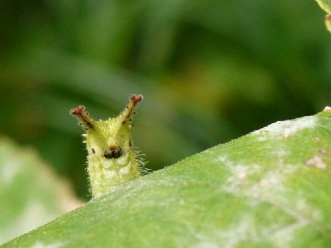 見てるだけで癒されてしまう とても可愛いオオムラサキ Japanese Emperor Butterfly の幼虫 ジャポンタ