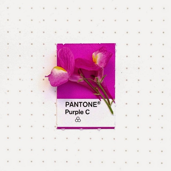 pantone5