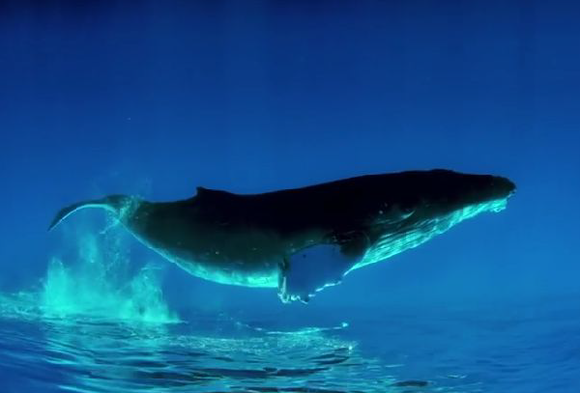 クジラが飛んでるお まるで空を優雅に飛行しているようなクジラ ジャポンタ