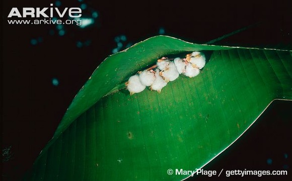 モフモフの白団子発見 ホンジュラス 白コウモリ シロヘラコウモリ のかわいく寄り添う光景 ジャポンタ