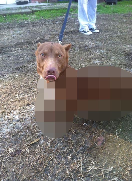 こんなミックス犬って笑える 顔に似つかわしい体を持つなんかオチャメなピットブル ジャポンタ こんなミックス犬って笑える 顔に似つかわしい体を持つなんかオチャメなピットブル ジャポンタ