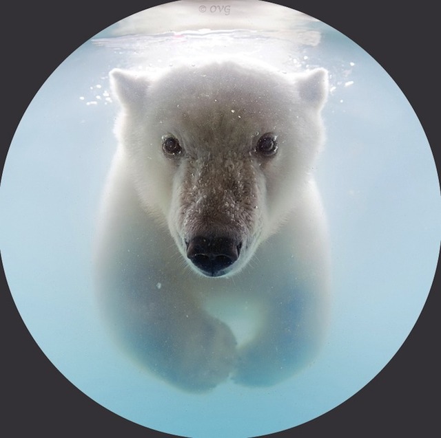 polarbear06