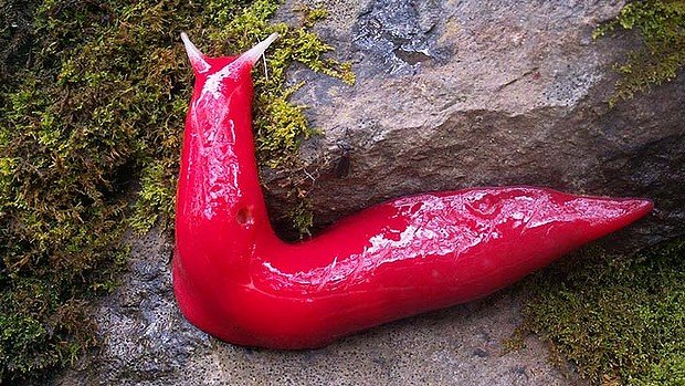 art-pink-20slug-620x349