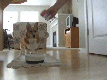 a_comparison_between_dogs_and_cats_05