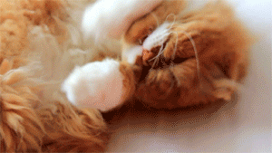 a_comparison_between_dogs_and_cats_03
