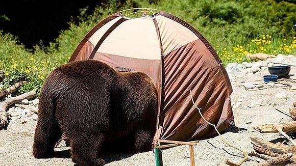 funny-bears-doing-human-things-5