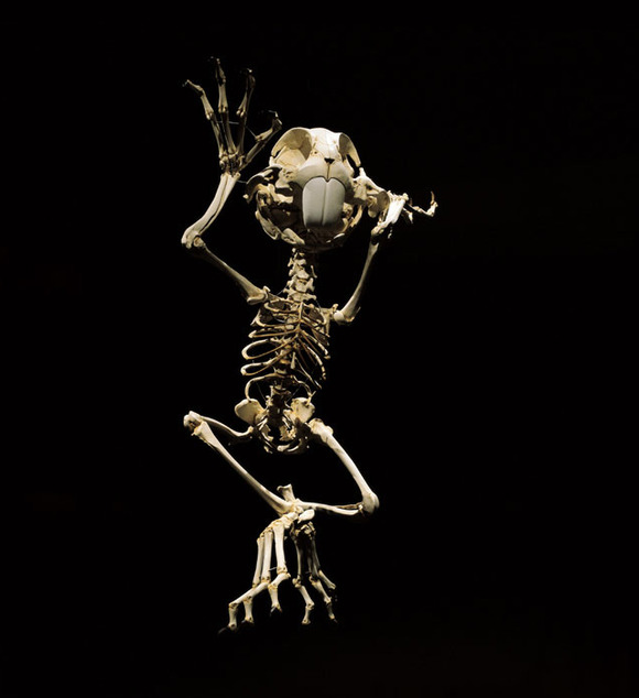 骨格だけでも面白い動きが懐かしい 懐かしのアメリカ アニメキャラクターの骨格 ジャポンタ