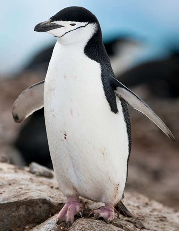 顔の髭のようなラインがおもしろいちょっと変わったペンギン ヒゲペンギン Chinstrap Penguin ジャポンタ