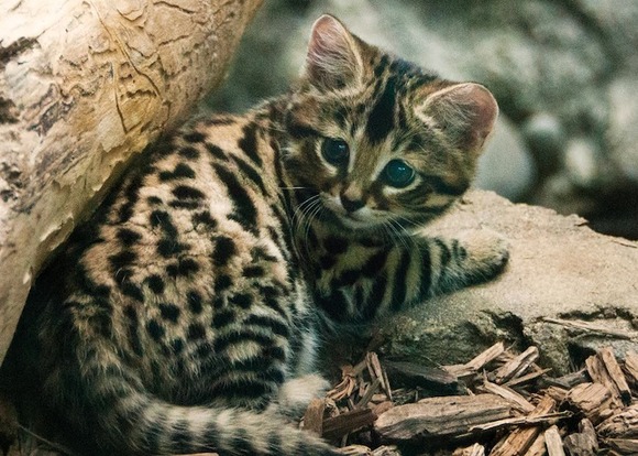 もうキュン死寸前 ミニ ヒョウのような可愛い猫さん クロアシネコ 3匹の クロアシネコ の仔猫さんがフィラデルフィア動物園でデビュー ジャポンタ