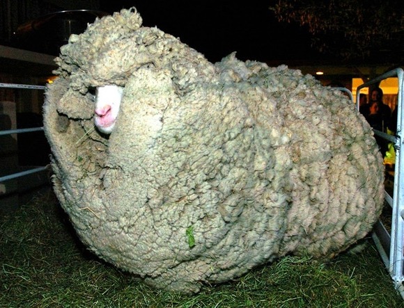 shrek-the-sheep-3%255B6%255D