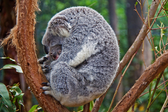 koalas