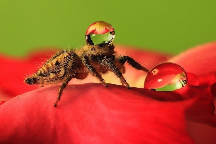 ファンタジックな水滴の帽子をかぶるクモさん クモもこうして見ると可愛いね ジャポンタ