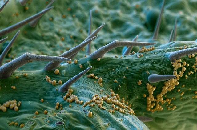 electron microscope image creeping thistle (1)