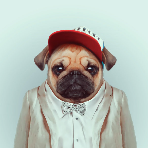 16-animal-portrait-photography