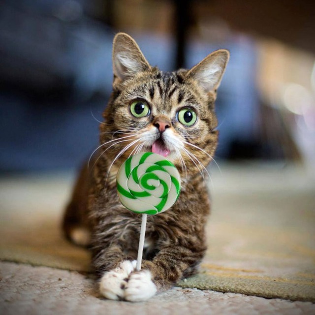 lil-bub-the-cat-sticks-tongue-out-5
