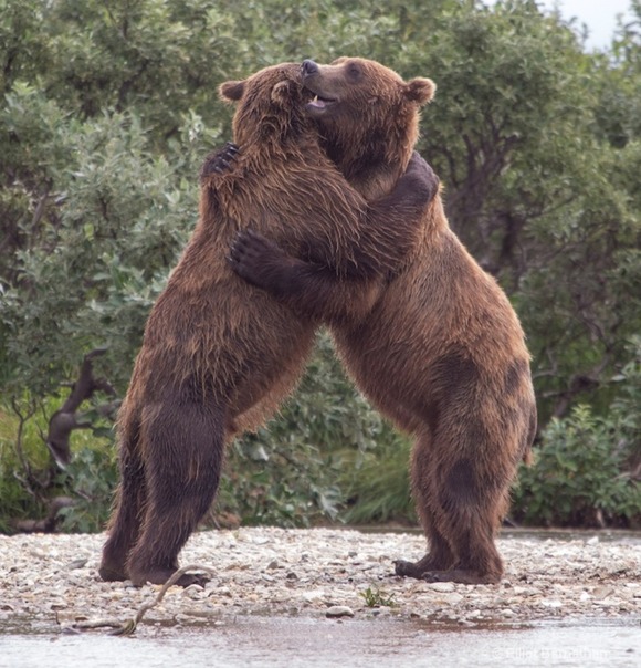 bears