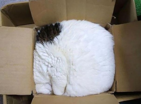 funny-sleeping-cats-19